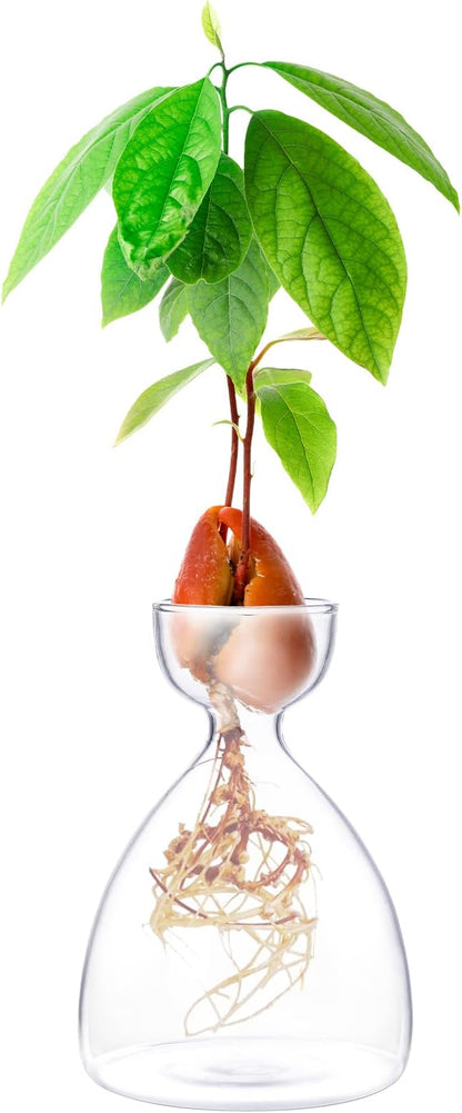 Avocado Seed Sprout Starter Vase Planter Pot Indoor Avocado Tree Growing Vase Kit Glass Garden Seed Starter Planting Vase Clear Avocado Seed Planter Gift for Kids Adult Friends Families
