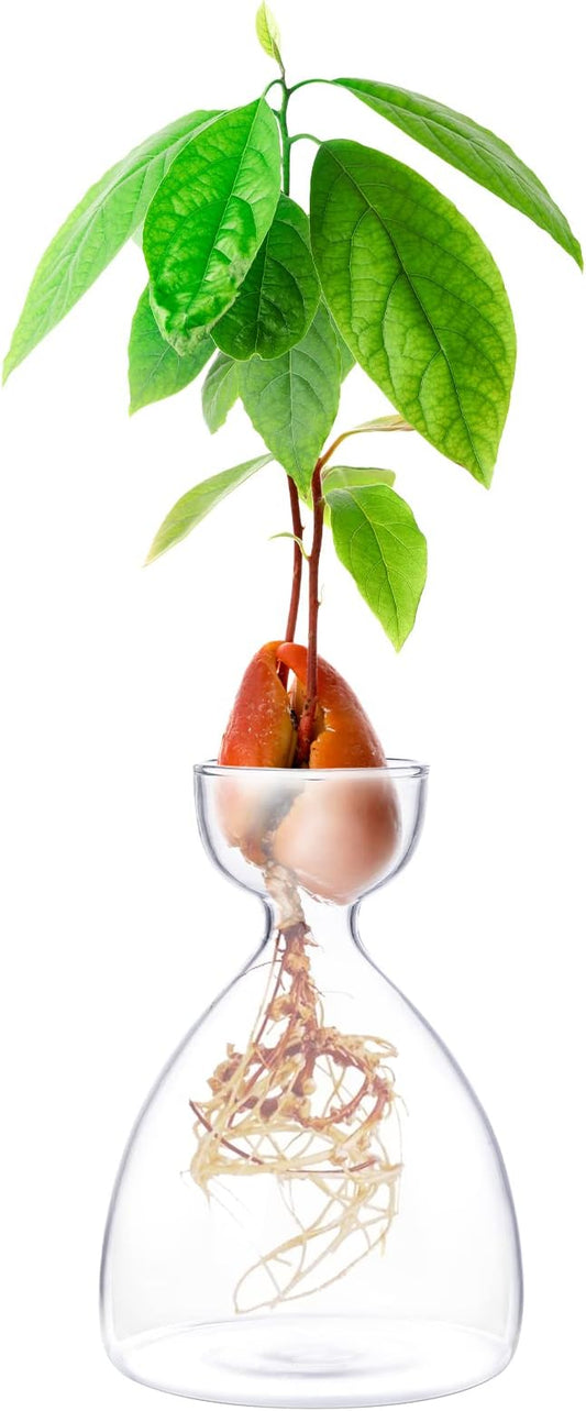 Avocado Seed Sprout Starter Vase Planter Pot Indoor Avocado Tree Growing Vase Kit Glass Garden Seed Starter Planting Vase Clear Avocado Seed Planter Gift for Kids Adult Friends Families