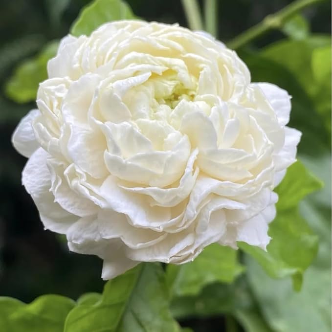 Jasmine Flower Seeds for Planting, 99 Double Jasminum Sambac Seeds, Perennial Flower Plants, Non-GMO Heirloom Climbing Jasmine Seed for Home Garden, Balcony, Vertical Garden Decor