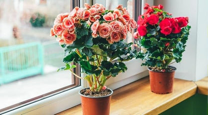 Gardenera Premium Begonia Plant Potting Mix - Elevate Your Space with Enchanting Flower Displays and Distinctive Beauty - 4 Quart