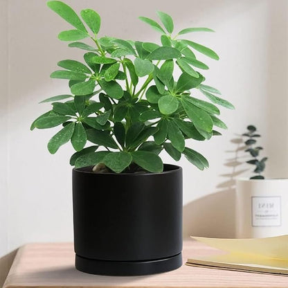 2 Pack Ceramic Plant Saucer Pot Tray 6 Inch, Planter Saucers 4 5 6 7 8 9 10 11 12 13 Inch for Indoors Outdoor, Durable Sturdy Flower Drainage drip Water Tray for Glazed Pots Base (6.4 Inch-Black)