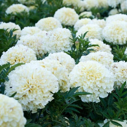 100 White Kilimanjaro White African Marigold Seeds, Annual Flower, Full Sun