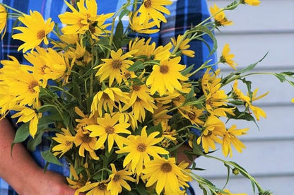 TomorrowSeeds - Maximilian Sunflower Seeds - 1000+ Count - for 2026 Planting Prairie Sunflower Perennial Wildflower Drought Tolerant Deer Resistant Tall Yellow Flower Grow Your Own Home Farm Patio