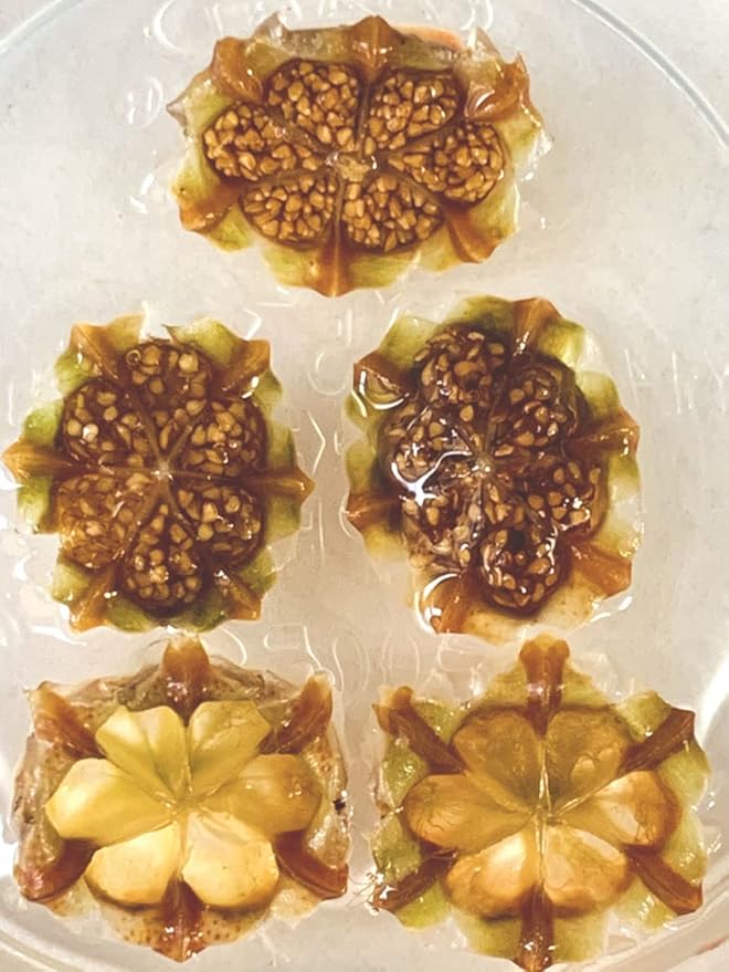 Lithops Aucampiae 20 Seeds Freshly Harvest with a Mini Live Lithops and Germination Kit