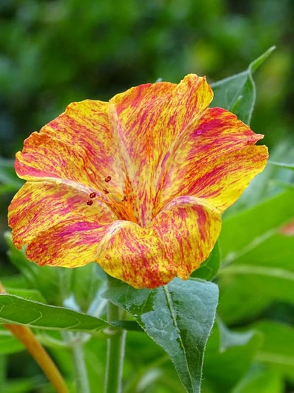 TomorrowSeeds - Marvel of Peru Four O' Clock Seeds - 100+ Count - for 2026 Planting Color Changing USA Garden Flower Broken Transform Pink White Yellow Rose Leaf Grow Your Own Home Farm Patio Healthy