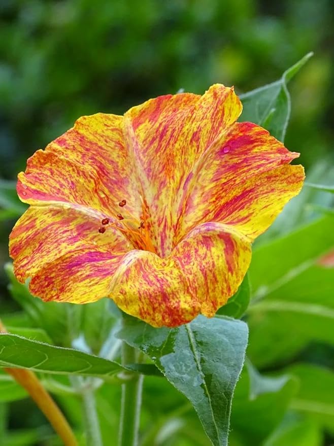 TomorrowSeeds - Marvel of Peru Four O' Clock Seeds - 600+ Count - for 2026 Planting Color Changing USA Garden Flower Broken Transform Pink White Yellow Rose Leaf Grow Your Own Home Farm Patio Healthy