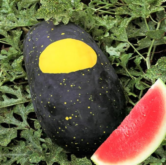 TomorrowSeeds - Moon & Stars Red Watermelon Seeds - 60+ Count & 50+ Yellow Crimson Sweet Watermelon - for 2026 Planting Heirloom Watermelons Crimson Red Flesh Yellow Speckled Black Rind Melon Fruit