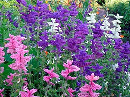 Seeds Flowers Clary Tricolor Mix Annual - 100 Seeds