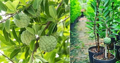 10 Pcs Sugar Apple Seeds (Annona squamosa), High Germination, Non-GMO Custard Apple Seeds for Planting, Easy to Grow Tropical Fruit for Home Gardens, Pots & Outdoor Orchards