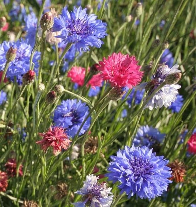 TomorrowSeeds - Cotton Candy Mix Tall Bachelor Button Seeds - 3000+ Count - for 2026 Planting Centaurea Multicolor Heirloom Tall Cornflower Flower Bouquet Edible Boutonniere Basket Corn Grow Your Own