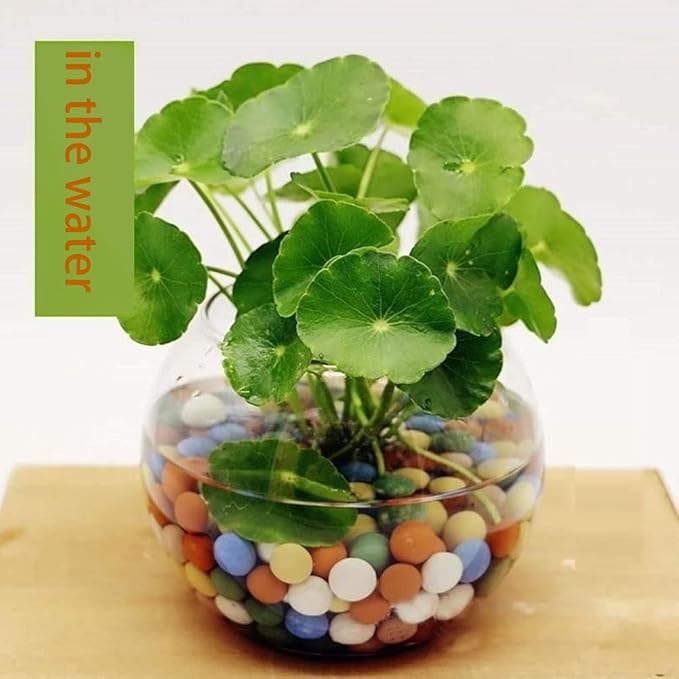 6LBS Garden Ceramsite, Clay Pebbles, Diameter 8-10mm, Horticultural Grade for Soil Hydroponics Aquaponics