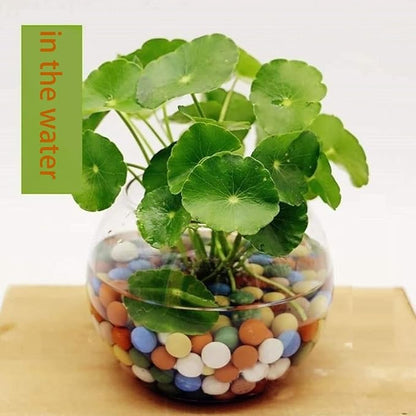 6LBS Garden Ceramsite, Clay Pebbles, Diameter 8-10mm, Horticultural Grade for Soil Hydroponics Aquaponics