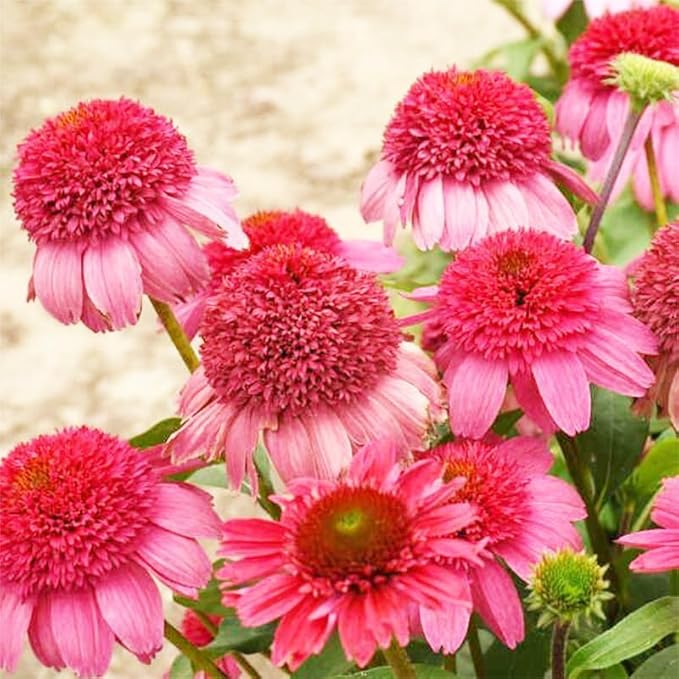 Echinacea Coneflower Seeds: 1000 PCS Hardy Perennial, Low-Maintenance Vibrant Blooms for Garden Landscaping & Wildlife Support