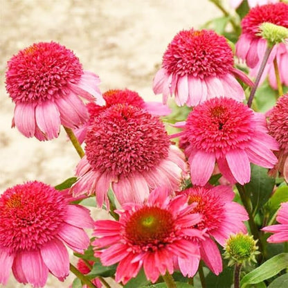 Echinacea Coneflower Seeds: 1000 PCS Hardy Perennial, Low-Maintenance Vibrant Blooms for Garden Landscaping & Wildlife Support