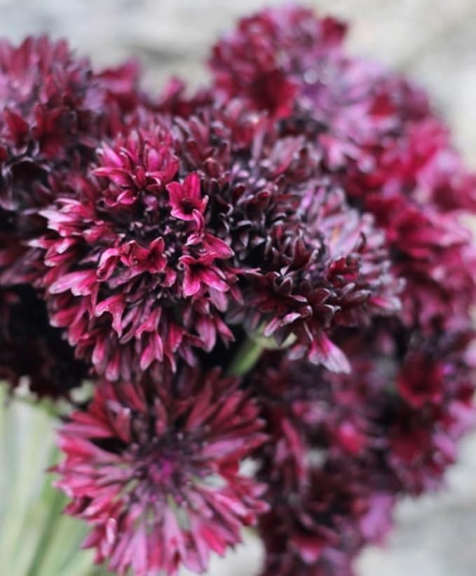 Black Cornflower 200+ Seeds to Grow Annual to Plant in Spring or in Fall Non-GMO