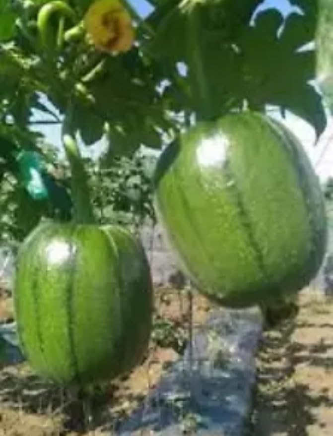 2 Bags Seeds mướp tròn Mỹ Nhân Apple LUFFA F1 Rare蘋果絲瓜 Very Sweet Giòn Ngot Round Giống lạ đẹp mắt sai trái high Yield 10 Taiwan Hybrid Seeds Very Sweet can be Eaten raw; Fast spout Productive