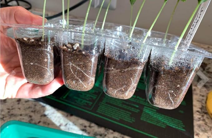 Seed Starter Tray, 12-Pack 144 Cells Seedling Starter Trays, Humidity Adjustable Seed Tray Kit with Dome and Base Greenhouse Grow Trays Mini Propagator for Seeds Growing Starting
