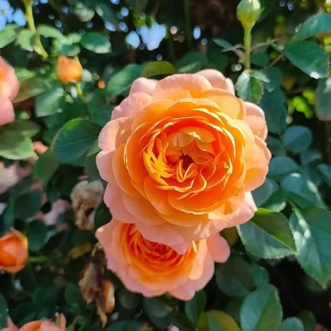 50+ Rare Juicy Terrazza Rose Seeds Perennial Flowers Bloom Late Winter to Early Spring Planting