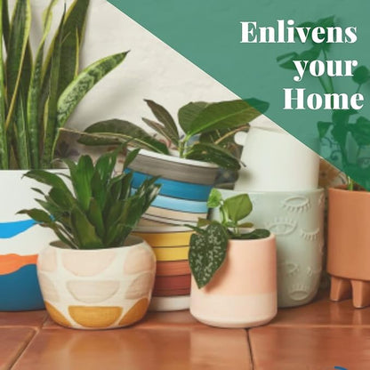 House Plant Shop | Snake 'Black Gold' - 4" Pot | Live Indoor Plant | Easy to Care | Natural Décor Plant | Great Gifts| Free Care Guide
