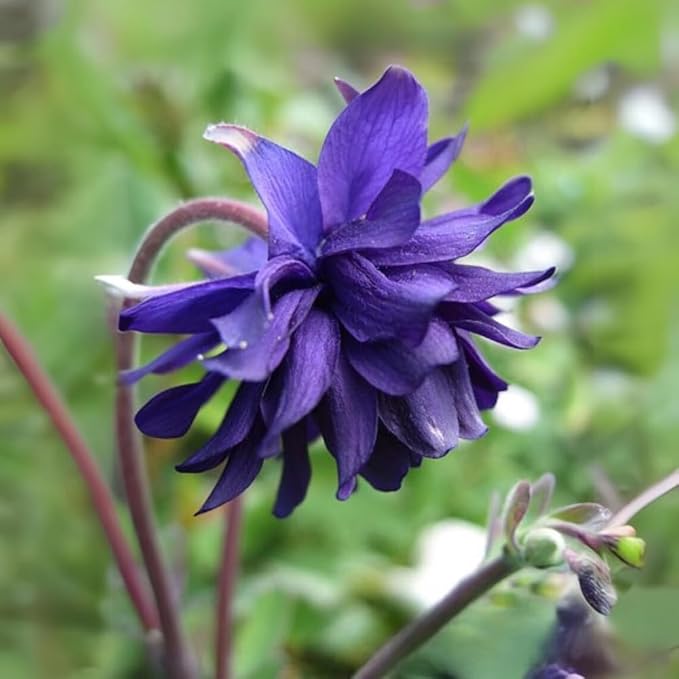 100+ Aquilegia Purple Barlow Columbine Seeds Flowers Garden Planting