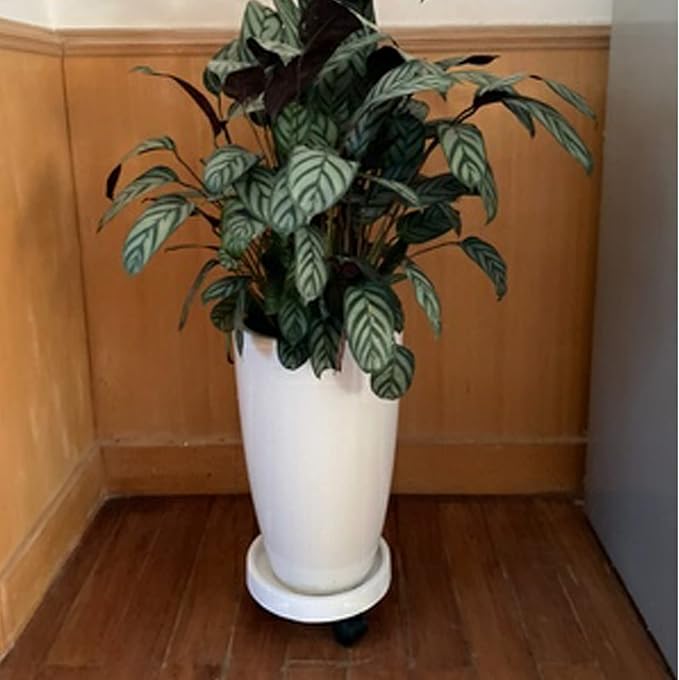 WanderingDonkey 12.6 Inch Heavy Duty Plant Caddie with Wheels,Rolling Plant Stand Pot Trolley,Wheeled Planter Saucer Tray,Potted Flower Mover Dolly with Casters Round Coaster for Indoor outdoor,White