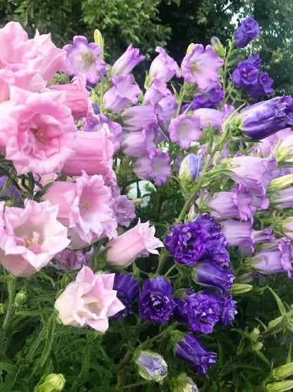 Seeds Canterbury Bells Double Mix/Bellflower/Biennial Flowers