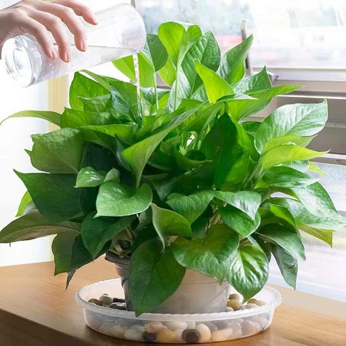 MUDEELA 6 Pack of 12 Inches Plant Saucers for Indoor, Durable Plastic Round Plant Tray Plant Dish Pant Plate to Catch Water for Flower and Plant Pot, Thicker, Stronger, Deeper, Clear