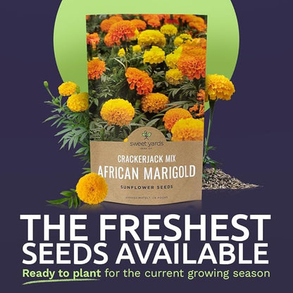 African Marigold Seeds Crackerjack Mix - Bulk 1/4 Pound Bag - Over 40,000 Seeds - Huge Orange and Yellow Blooms