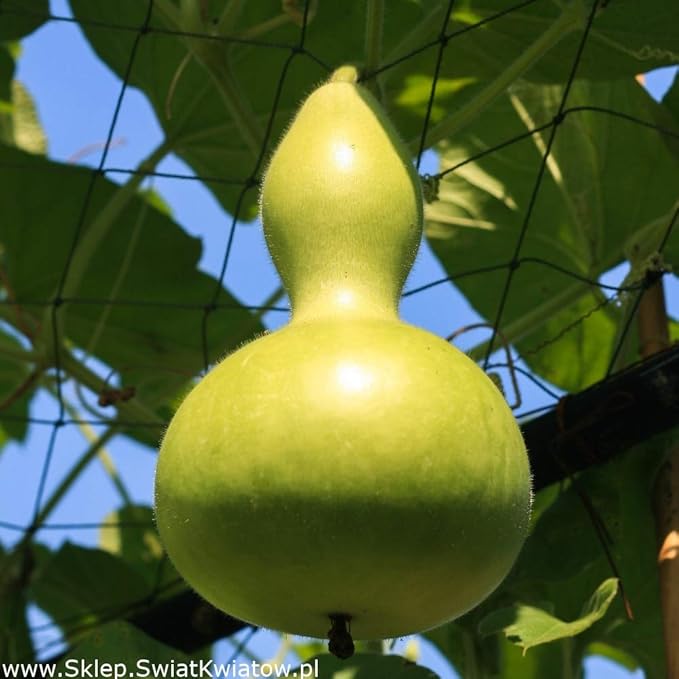 Seeds Bottle Gourd - Calabash - Lagenaria - Heirloom Vegetable - GMO Free