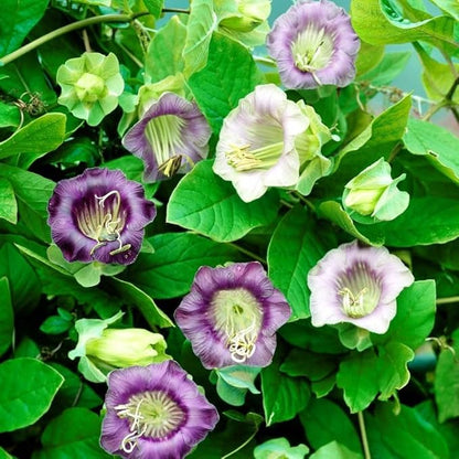 20+ Seeds Cathedral Bells (Cup and Saucer Vine, Cobaea) - Flower Mix