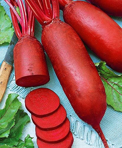 Seeds Beet Long Beetroot Dark Rival Red Non GMO Vegetable for Planting