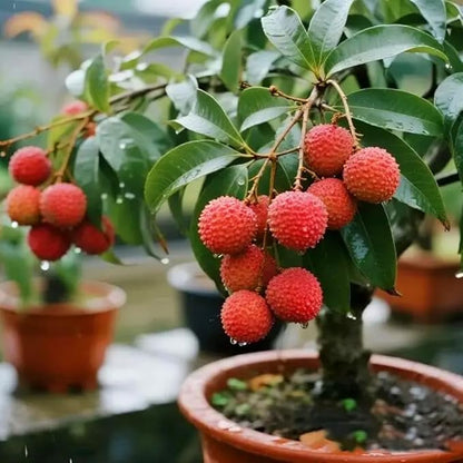 Dwarf Lychee Seeds for Planting Outdoor, 15+pcs Perennial Organic Litchi Tree Seed Non-GMO Heirloom Sweet Edible Fruit, Sweet Juicy Fruits Plants in Your Home Garden