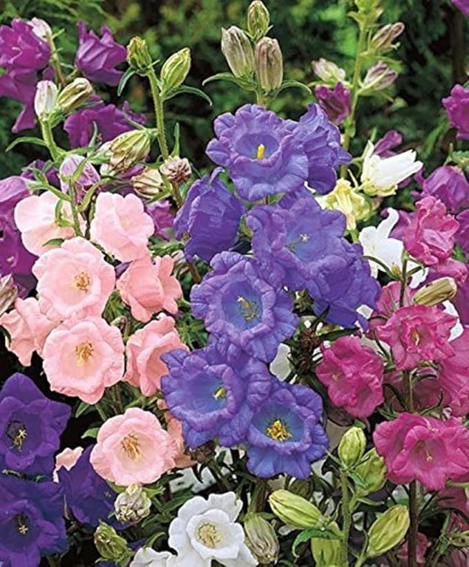 Seeds Canterbury Bells Double Mix/Bellflower/Biennial Flowers
