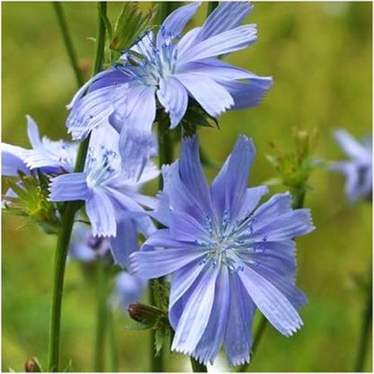 Chicory Wildflower Seeds, 5 Lbs