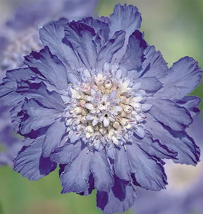 Pincushion or Scabiosa Mixed Seeds - 280 Imperial Mix Seed - Non GMO - Neonicotinoid-Free