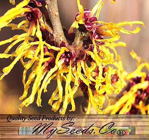 BIG PACK - (100) Witch Hazel Seeds - Hamamelis virginiana American Witchhazel - Non-GMO Seeds by MySeeds.Co (Big Pack - Witch Hazel)