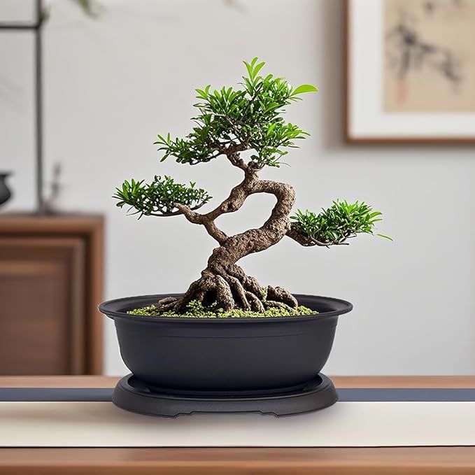 MUZHI 3 Pack Oval Bonsai Training Pot with Drainage Tray, Matte Finish Succulent Growing Pot for Home Garden Plant Outdoor Indoor Container (7.2" Medium)