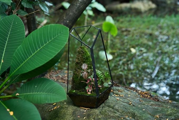 FISCRAT Tabletop Glass Terrarium -5"x5"x10.8" Black Metal Frame Indoor Plant Display Container with Openable Door, Low Maintenance Succulent Ecosystem, Space Saving Art Decor (Plants Not Included)