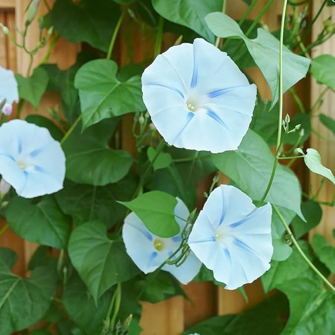 50+ Light Blue Ismay Morning Glory Seeds Vine Flowers Garden Planting