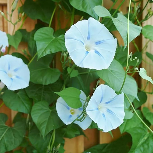 50+ Light Blue Ismay Morning Glory Seeds Vine Flowers Garden Planting