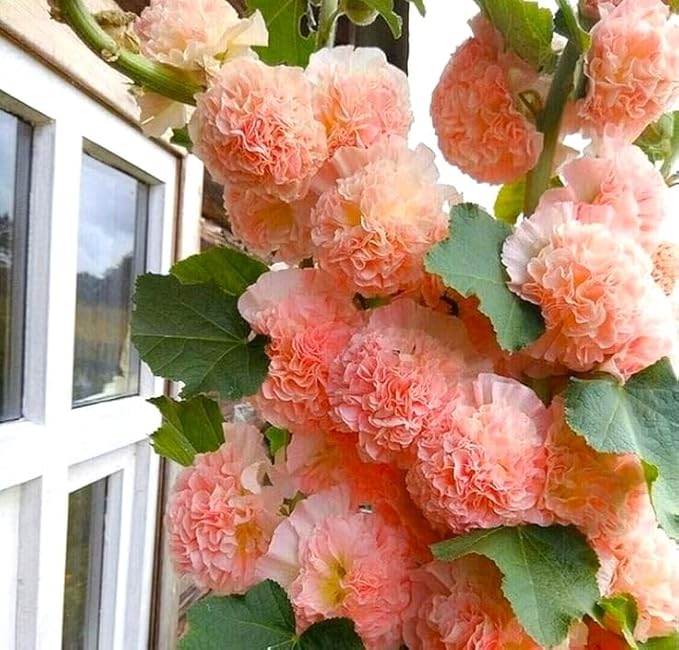 Seeds Hollyhock Double Powder-Pink 40 Seeds for Planting Biennial Flower Alcea Rosea Rose Mallow