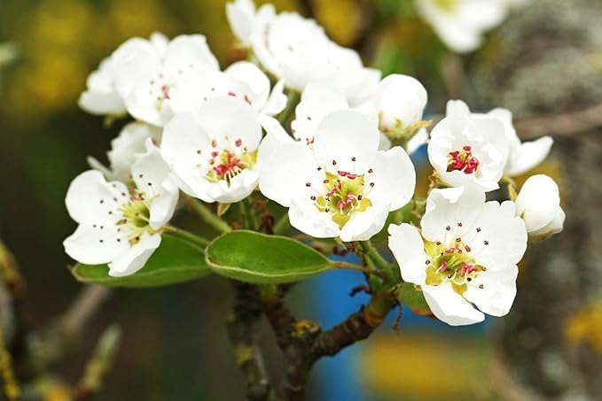 TomorrowSeeds - Bartlett Pear Tree Seeds - 20+ Count - for 2026 Planting Williams Common Domestic European Pears Flowering Edible Perennial Fruit Trees Perennial Grow Your Own Home Farm Patio Healthy