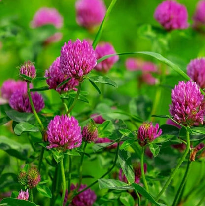Todd's Seeds Red Clover Seeds, Non-GMO, Chemical Free, High Germination (1/2 Pound)