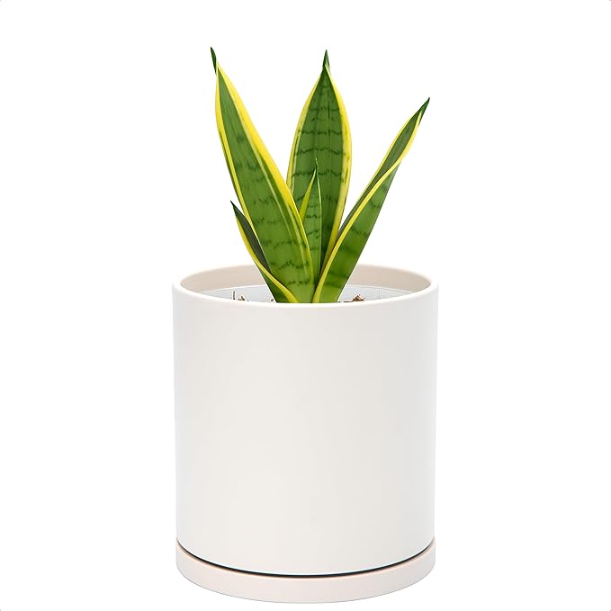D'vine Dev Double-Layer Planter Set – Rotating Plastic Cachepot with Clear Inner Liner for Root Health, Perfect for Indoor Plants, 4.5", Oatmeal, 73-U-D-1