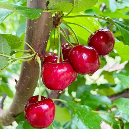 1500Pcs Mix Fruit Seeds for Planting-6 Varieties Including 400 Strawberry 200 Blueberry 300 Raspberry 300 Mulberry 200 Cranberry and 20 Cherry