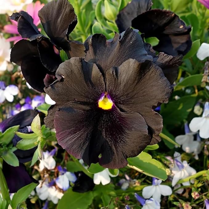 100+ Black Velvet Pansy Viola Seeds Flowers Garden Planting