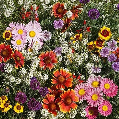 Outsidepride Birds & Butterfly Wild Flower Seed Mix - 1 Lb. Premium Blend of Annual & Perennial Wildflower Seeds for Attracting Songbirds, Hummingbirds, & Butterflies