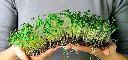 Gardenera Organic Microgreens Premium Potting Mix: A Thoughtfully Balanced Blend of Natural Ingredients for Nutrient-Dense and Flavorful Microgreens - 4 Quart