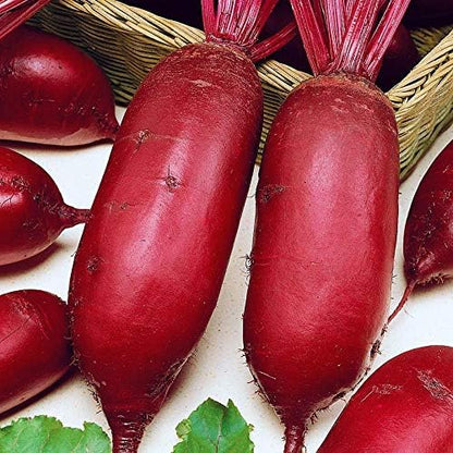 Seeds Beet Long Beetroot Dark Rival Red Non GMO Vegetable for Planting