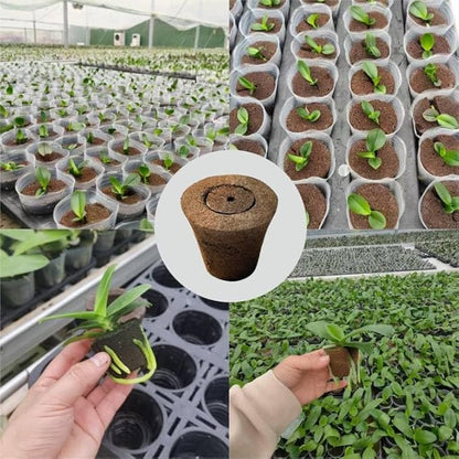 Coconut Coir Sponges for Moth Orchids - Natural Plant Growing Media, Epiphytic Plant Aeration, Moisture Control Sponge Pads for Potting Mix Amendment (2-Pack)
